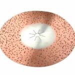 Sliprondell med hårdmetallflis passande ABS-golvslip